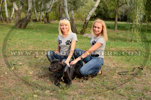 Leather Pitbull Harness for Different Kinds of Training