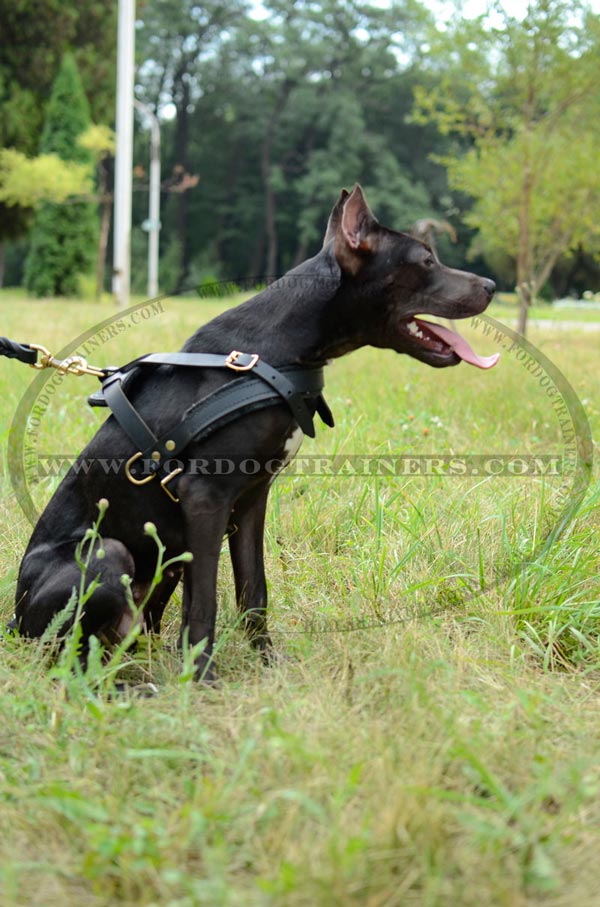 Brass rivets and D-rings for leather Pitbull harness for pulling