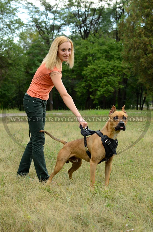 Everyday use walking leather Pitbull harness