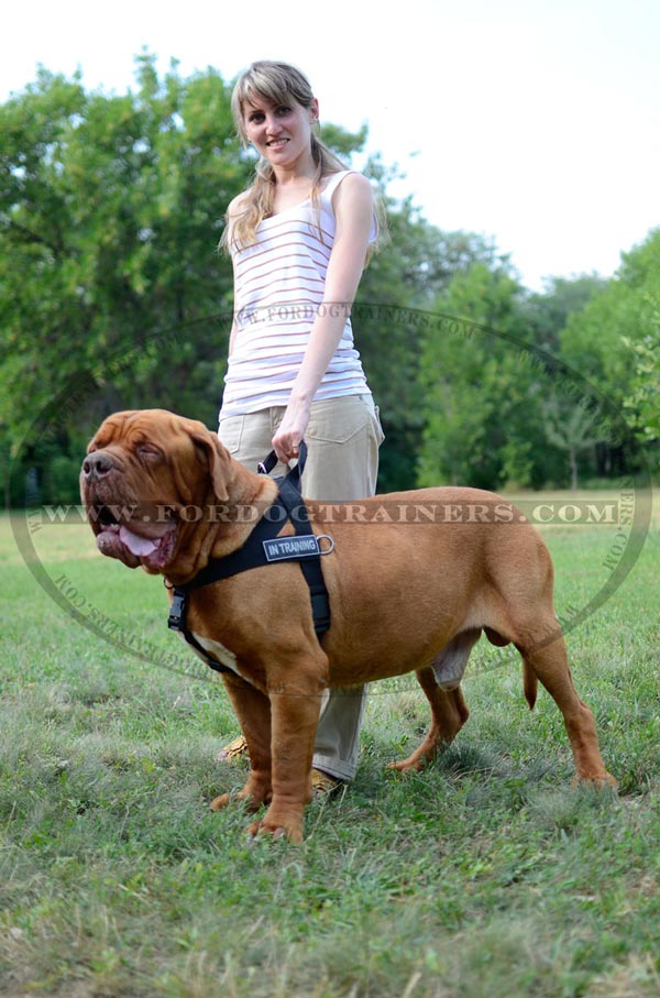 Dogue-de-Bordeaux nylon harness with handle