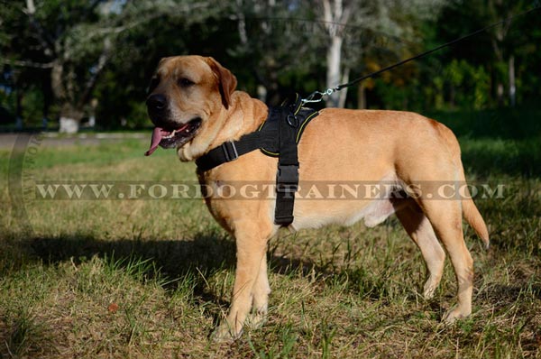 Best pulling nylon Labrador harness with extra D-rings