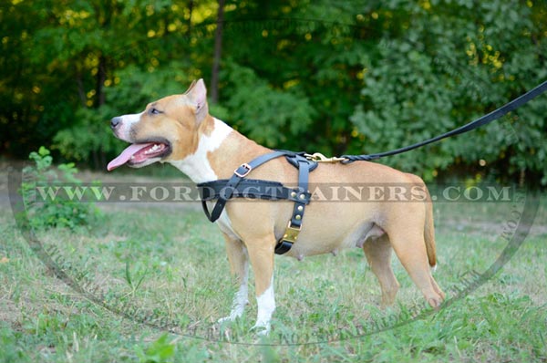 Pulling Amstaff Harness