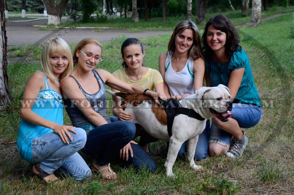 Pulling work harness for American bulldog