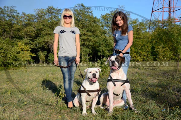 Leather American Bulldog harness