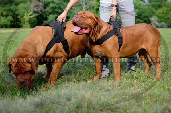 Pulling work harness for Dogue-de-Bordeaux