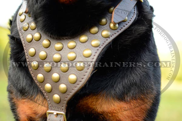 Leather dog harness with studded chest plate