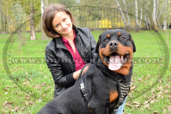 Rottweiler Dog Harness Spiked