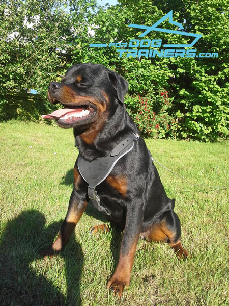 Easy Adjustable Leather Canine Harness