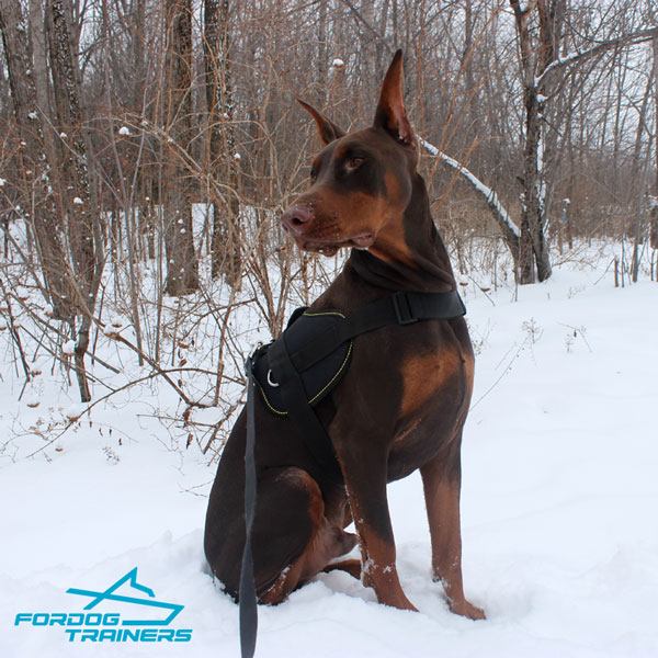 Ruby Feels Super Comfortable in Easily Adjustable Nylon Doberman Harness 