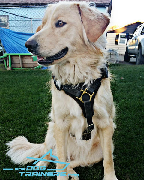 Golden Retriever Harness for Comfortable Sadie's Daily Activity