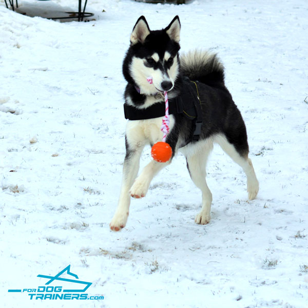 Light in Weight Nylon Siberian Husky Harness - Comfy-to-wear