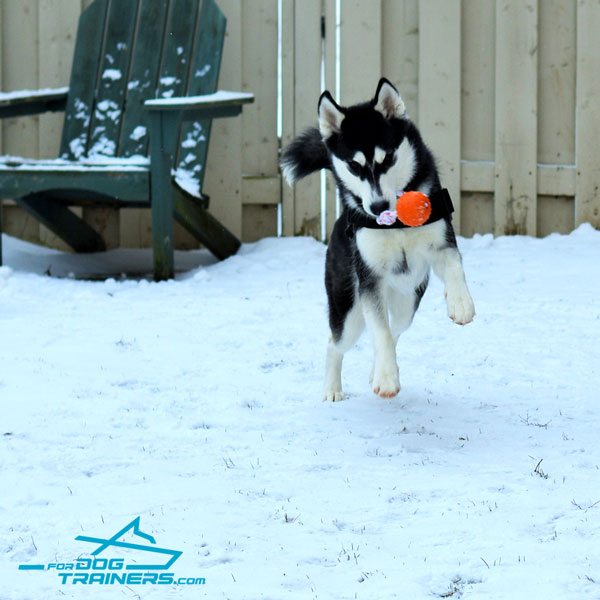 Nylon Siberian Husky Harness with Strong D-ring for Leash Attaching