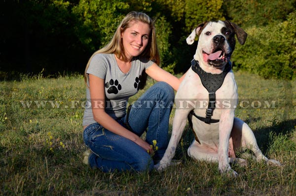 Leather Dog Harness for American Bulldog