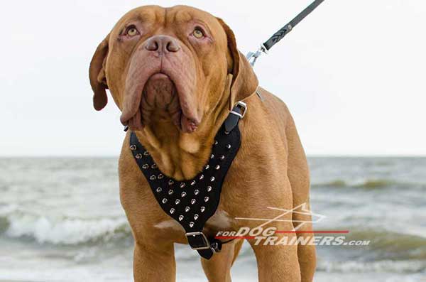 Decorated Dogue-de-Bordeaux harness