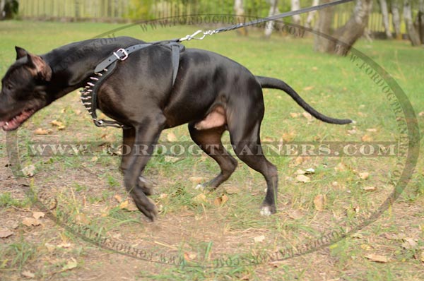 Spiked leather Pitbull harness with nickel fittings