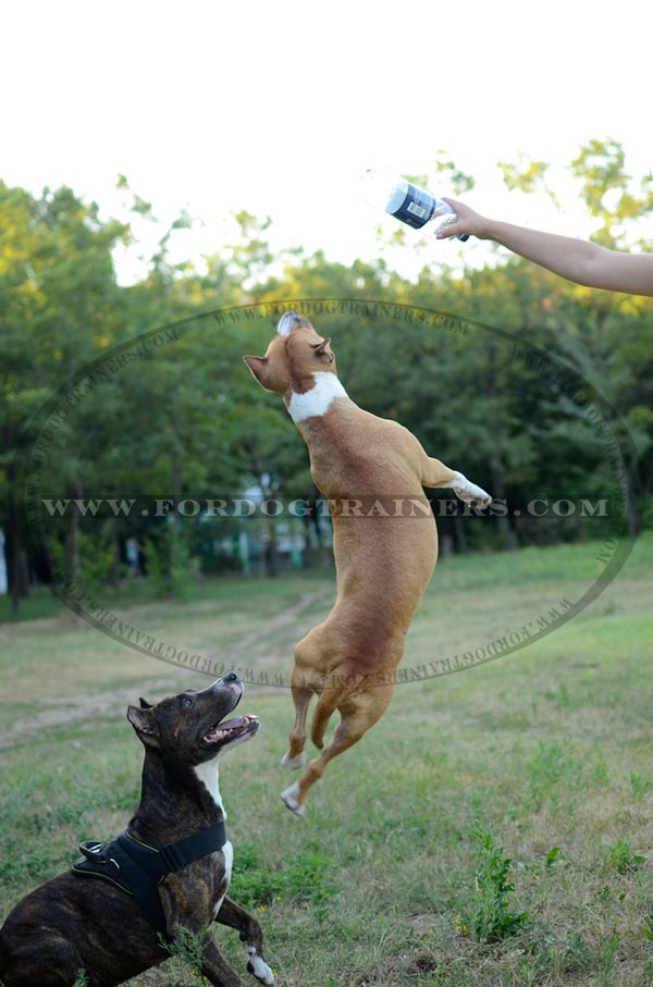 Nylon Pulling Staffordshire Terrier Harness Training and Walking