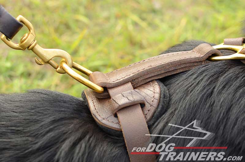 Brass D-Ring of Leather German Shepherd Harness