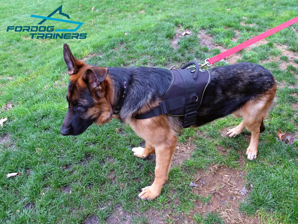 Light in Weight Nylon German Shepherd Harness with Comfy Handle