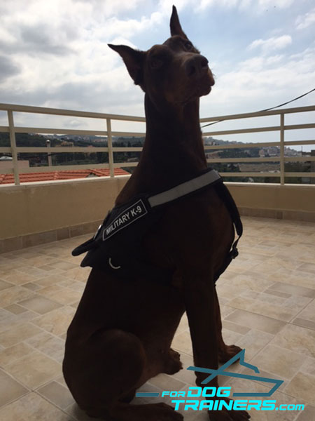 Reflective Nylon Canine Harness for Better Control While Training