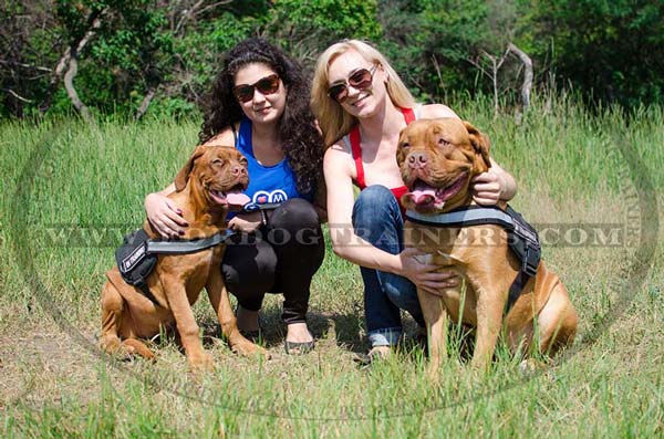 Walking Dogue-De-Bordeaux nylon harness