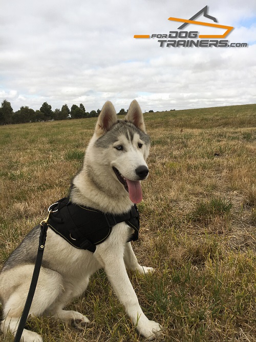 Siberian Husky Nylon Harness With Cushion-Like Chest Plate