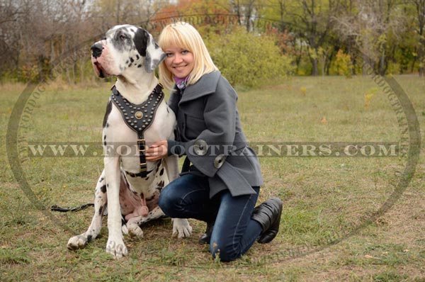 Easy adjustable stitched leather Great Dane harness