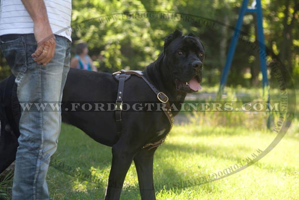 Decorated Dog walking Harness of Leather