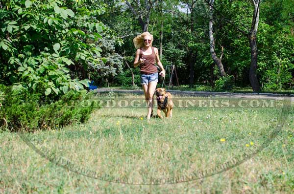 Padded Dog harness for Cane Corso