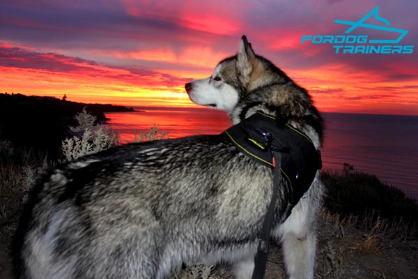 Nylon Malamute Harness for Any Weather Walking