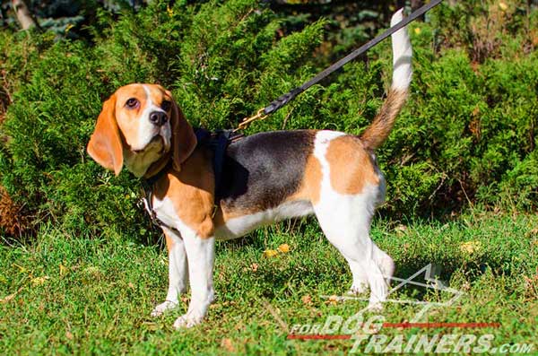 Beagle Black Leather Harness With Medallion In The Center