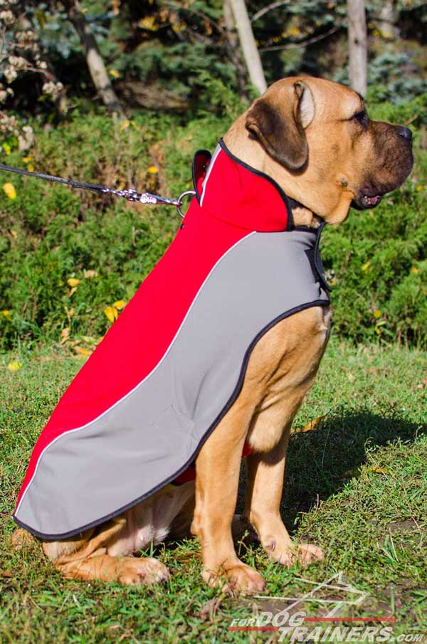 Cane Corso Nylon Harness Red Grey for Walking in Winter