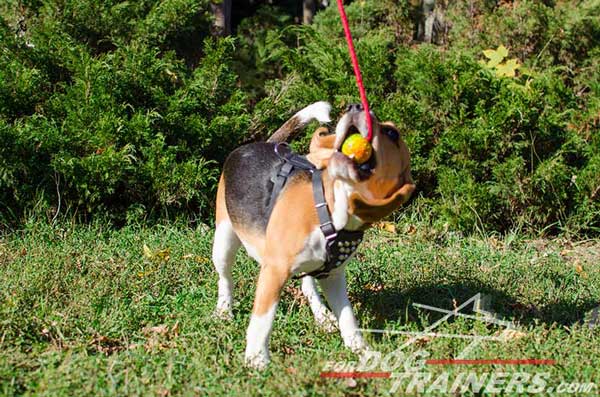 Leather Canine Harness Fashion Model Quite Safe for The Beagle's Health