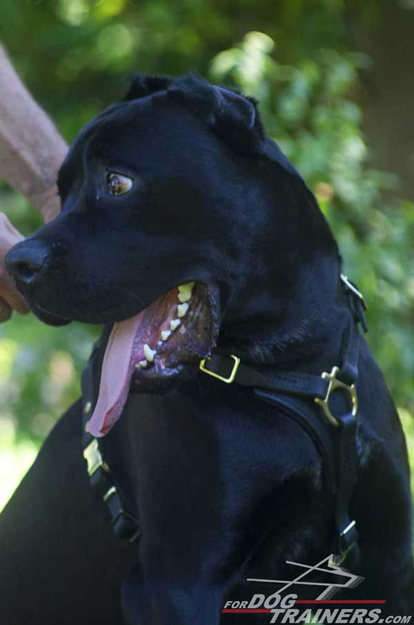 Leather Cane Corso Harness for Tracking