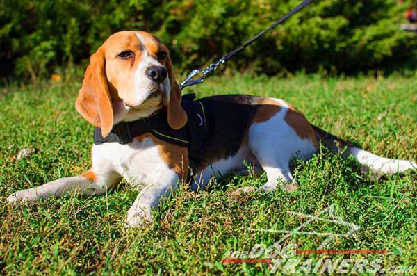 Dog Nylon Harness Padded All Over Comfy for Beagle