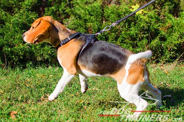 Dog Harness Leather Black for Walking and Handling Beagle