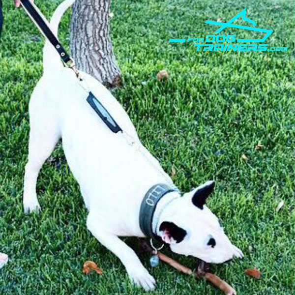 Supreme Control Bull Terrier Short Lead with Floating Ring