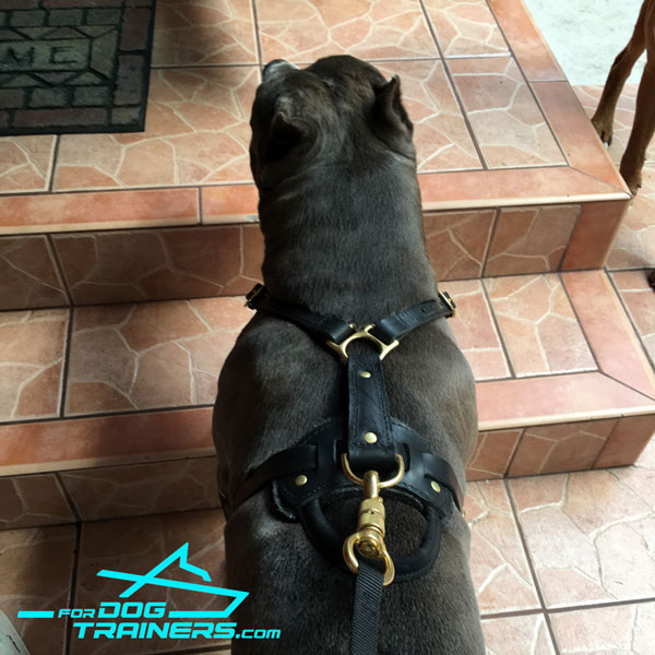 Long Tracking Leash with Brass Hardware for Axel Training