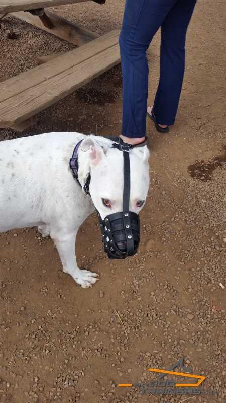 Nose Padded Leather Basket Muzzle for Pitbull