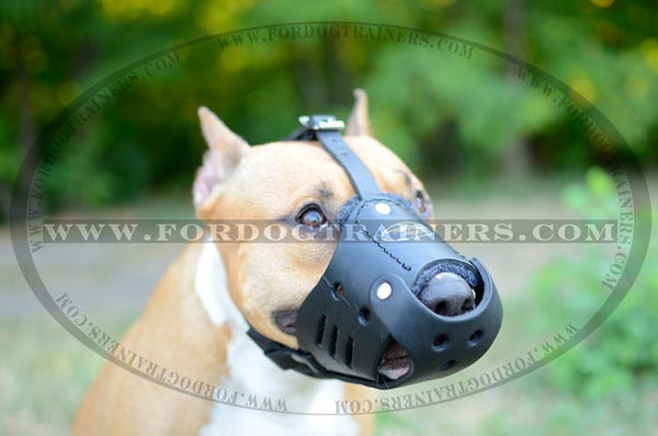 Amstaff wearing leather muzzle