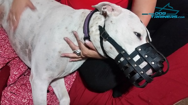 Comfortable Padded Mesh Pitbull Muzzle