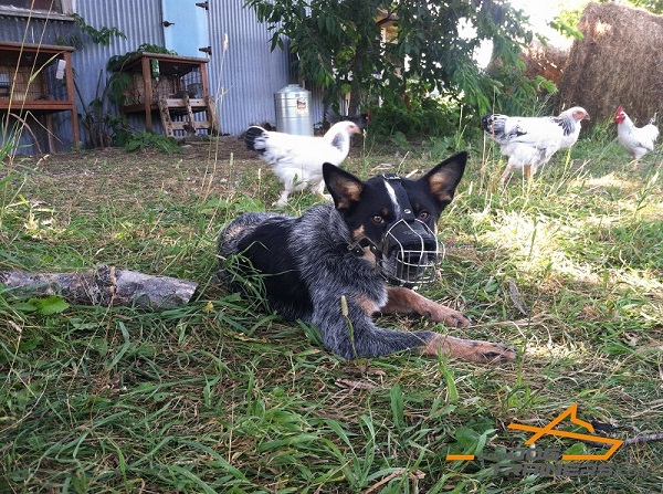 Blue Heeler Modeling Cage Style Dog Muzzle - Well ventilated Design