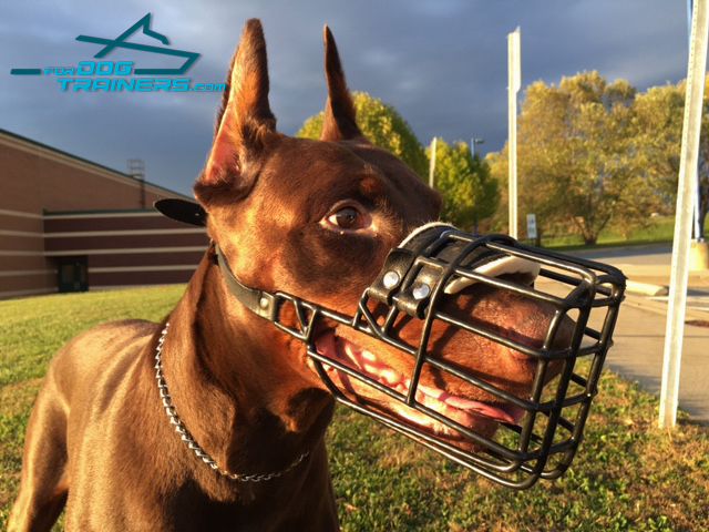 Comfortable Metal Doberman Muzzle Comfy to Wear