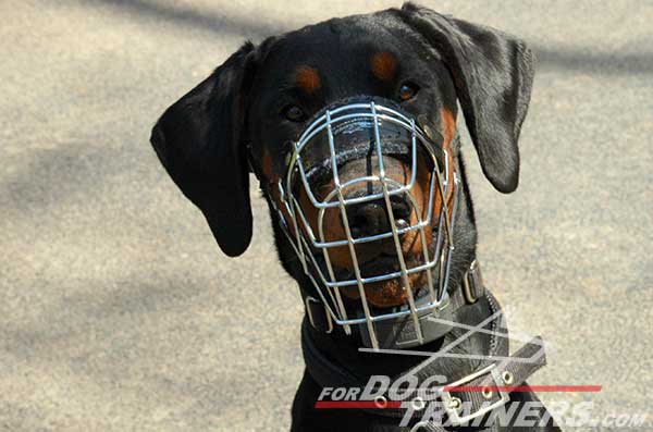 Wire Cage Doberman Muzzle