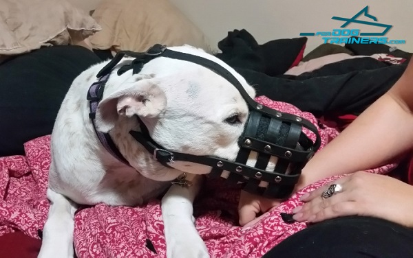 Ventilated Leather Pitbull Baket Muzzle with Padding 