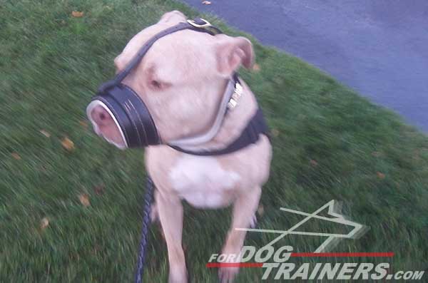 Easy adjustable loop-like leather muzzle for Pitbull