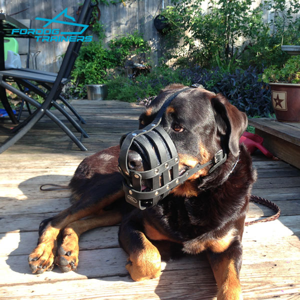 Ventilated Leather Rottweler Baket Muzzle with Padding 