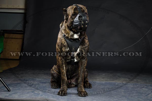 Agitation Training Cane Corso Muzzle