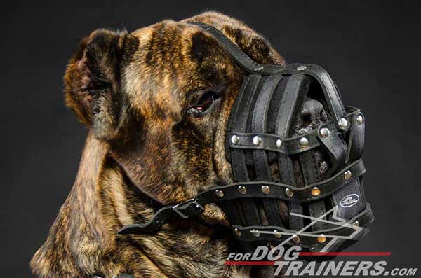 Leather dog muzzle for Cane Corso