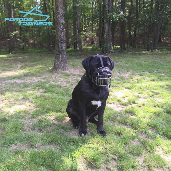 Lightweight Metal Bermastiff Muzzle for Comfortable Training