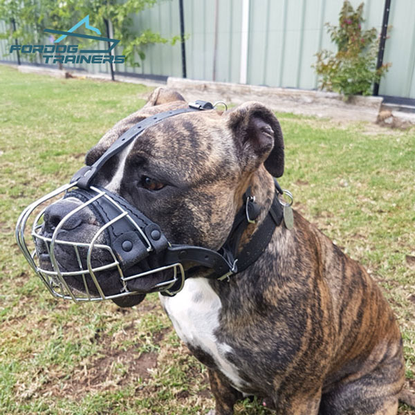 Lightweight Wire Cage Dog Muzzle Super Ventilation for Everyday Use